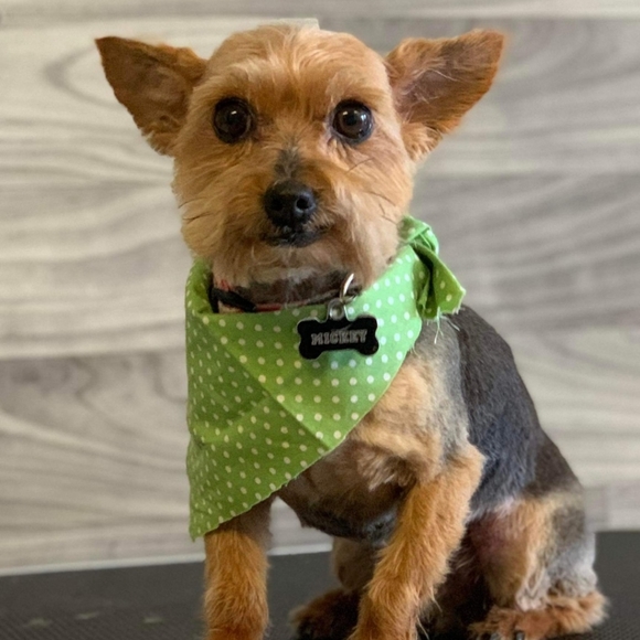 Meet your Posher, Emily - Picture 3 of 8